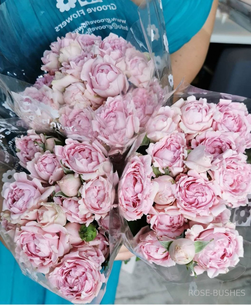 ���� ������. Sweet Ruffles. (�����, ����.) 